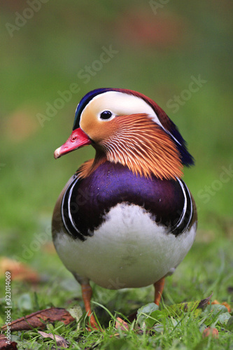 Single male Mandarin Duck - latin Aix galericulata - bird natively inhabiting East Asia, in a spring mating season in a city park