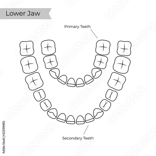 Vector isolated illustration of tooth 