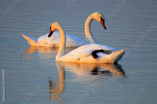 Pair of Mute Swan birds - latin Cygnus olor - on a water surface during the spring mating season in wetlands of north-eastern Poland