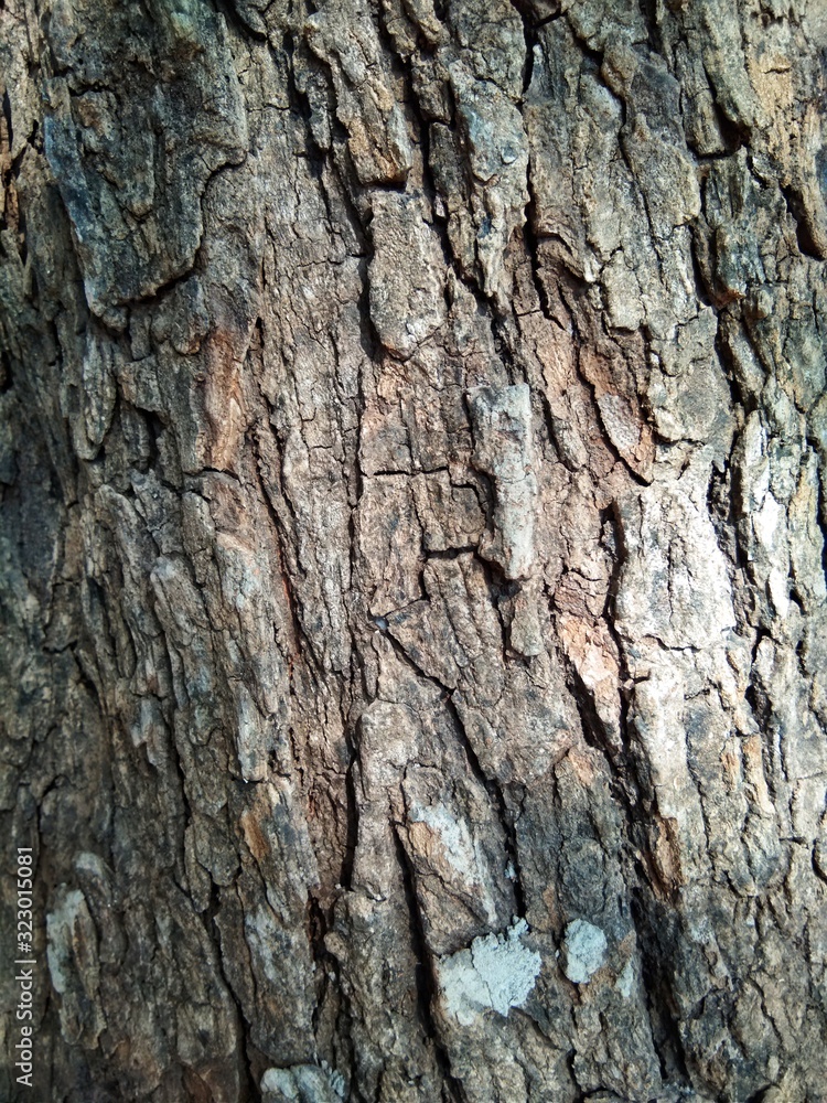 bark of a tree bark of a tree