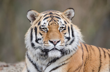 Tableau sur verre  Siberian tiger, tiger portrait  © Ozkan Ozmen