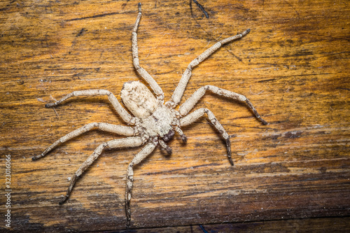 Hairy scary white tarantula on wood
