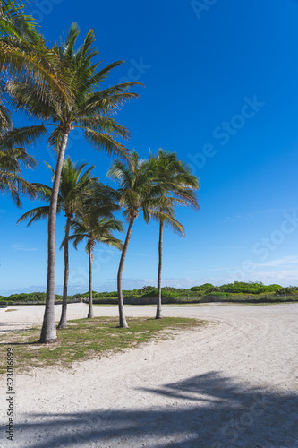 A group of palms, in a sunny day, standing just before the beginning of the beach in Miami