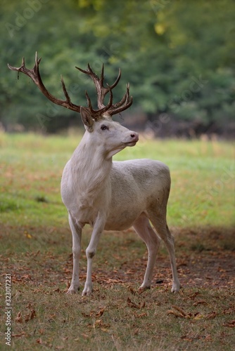 White red deer ( cervus elaphus ) in the natural environment 