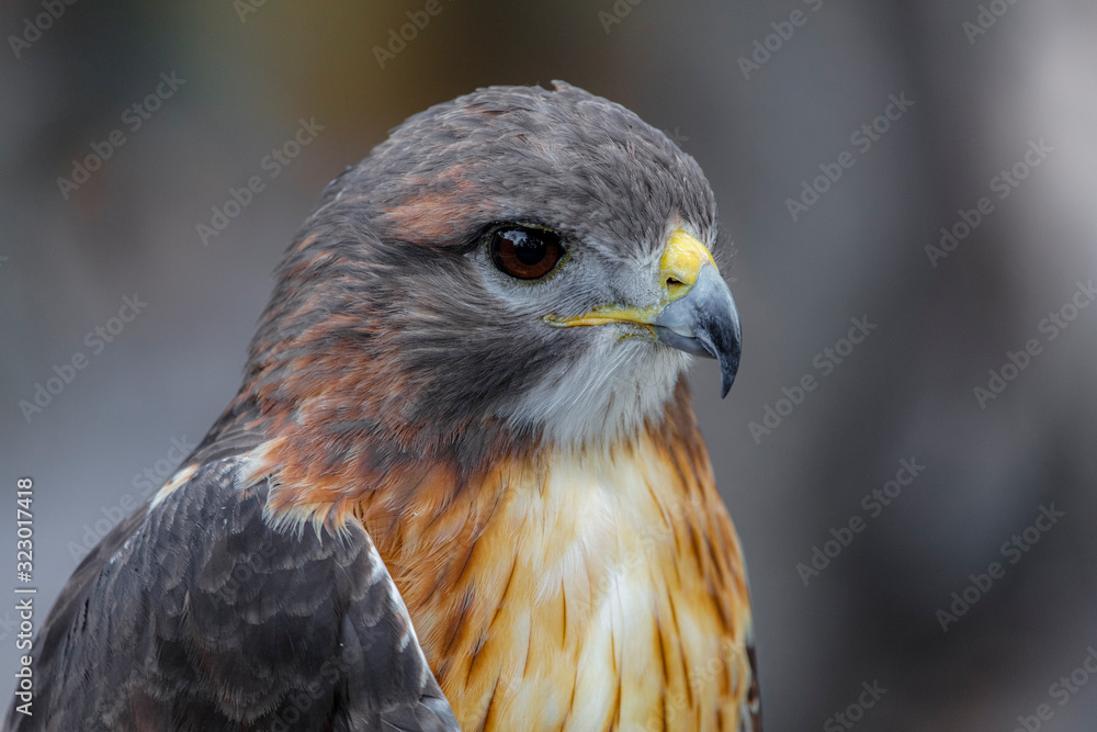 Obraz premium Hawk Close Up