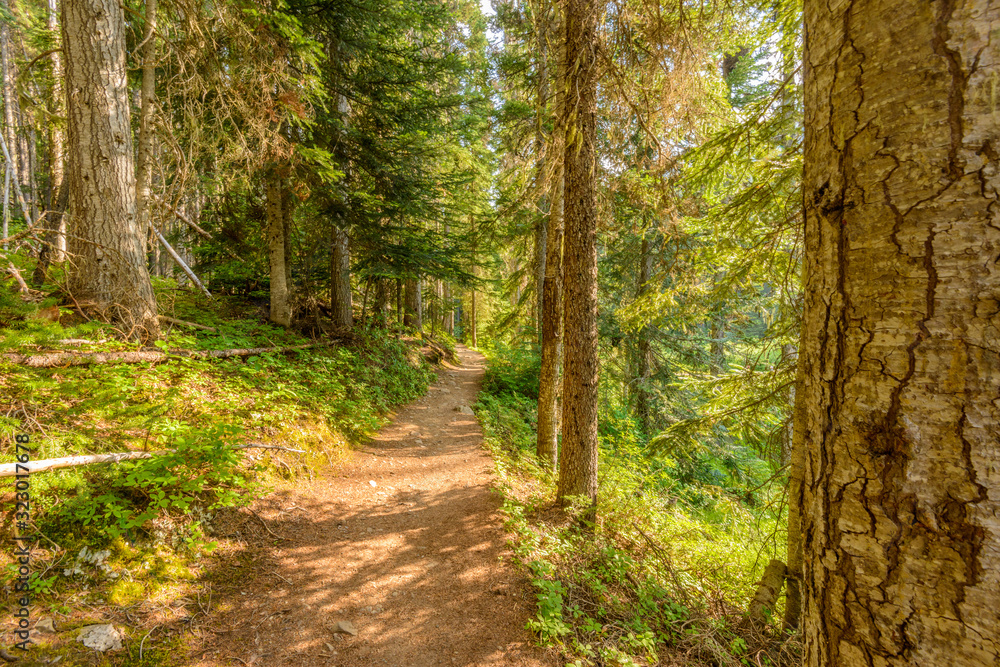 Fototapeta premium Fragment of Lightning Lake trail in Manning Park, British Columbia, Canada.