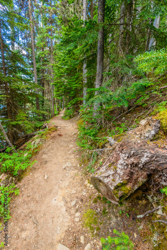 Fragment of Lightning Lake trail in Manning Park, British Columbia, Canada.