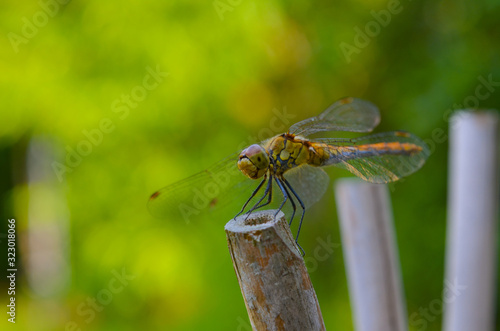 dragonfly on leaf © Elena