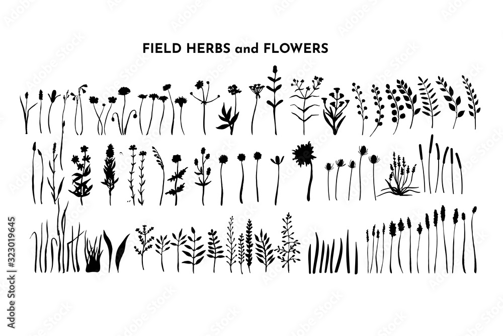 Field plants bundle. Meadow flowers set. Grass and weed collection. Branches and twig. Botanical drawing. Vector hand drawn silhouettes isolated Field plants bundle. Meadow flowers set. Grass and weed collection. Branches and twig. Botanical drawing. Vector hand drawn silhouettes isolated