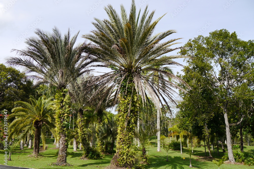 Palmen im Palmenhain im Botanischen Garten Santo Domingo