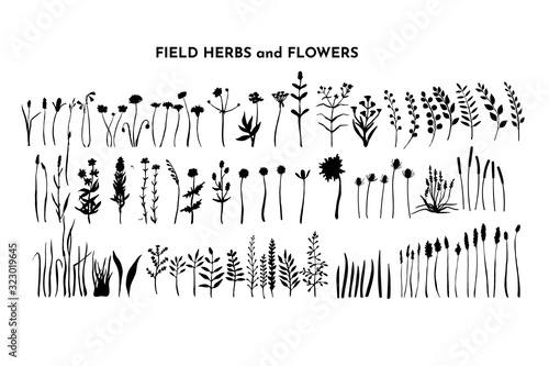 Field plants bundle. Meadow flowers set. Grass and weed collection. Branches and twig. Botanical drawing. Vector hand drawn silhouettes isolated