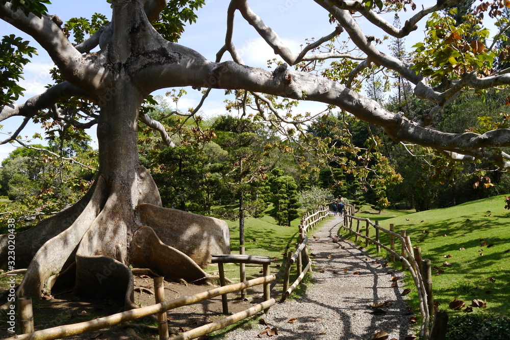 Santo Domingo Botanischer Garten Baum mit Brettwurzeln Dominikanische