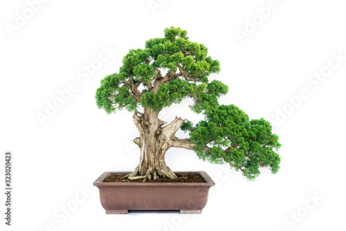 Chinese  cypress Bonsai tree isolated on white background.
