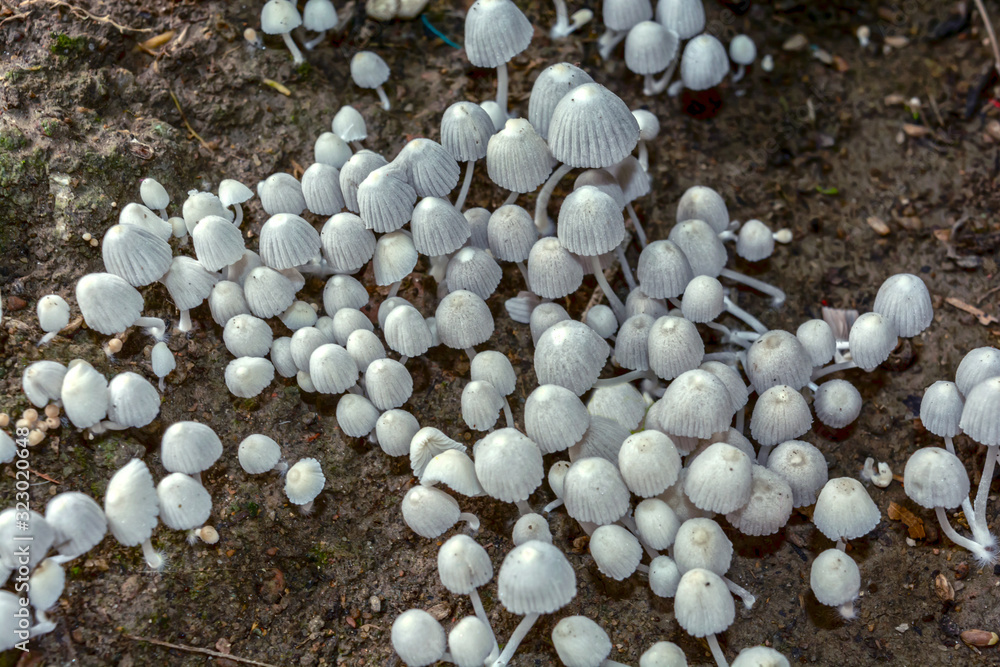 White and beautiful small toadstool mushrooms in the rainforest. White and beautiful small toadstool mushrooms in the rainforest.