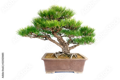 Chinese Pine  Bonsai tree isolated on white background.