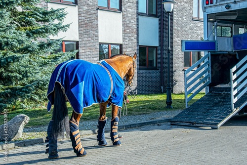  Horse ready to go in van . Car for carrying horses. transportation livestock. © yaalan