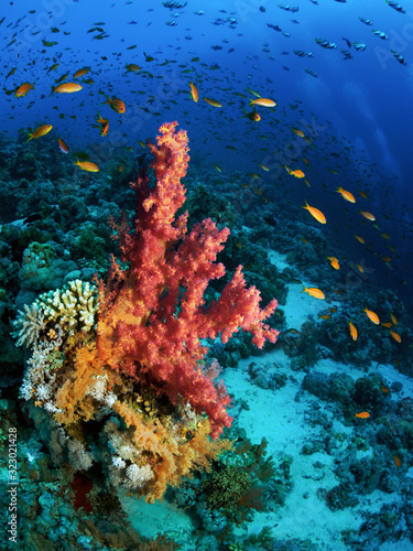Underwater world. Beautiful coral reef with soft red and yellow corals. Red Sea.