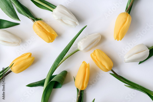 Schilderij op canvas White and yellow tulips lie on a white background.