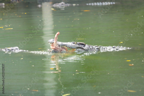 The crocodile eatting food in river at thailand