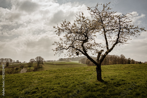 single tree as a silhouette with a bird feeder during spring in the mountains and hills of the Odenwald in Germany. In the background you can see a path and blooming fruit trees.