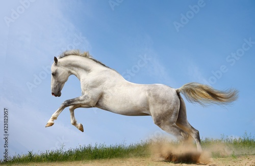 Fotografie, Obraz white horse rearing up on blue sky background