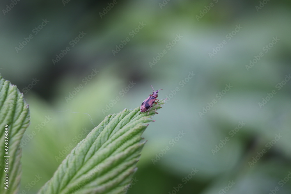 bee on flower bee on flower
