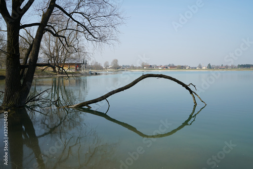 Ast im Wasser