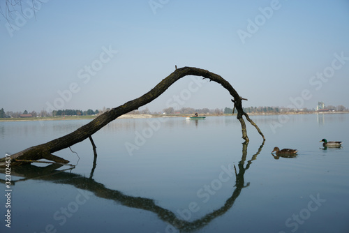 Ast im Wasser
