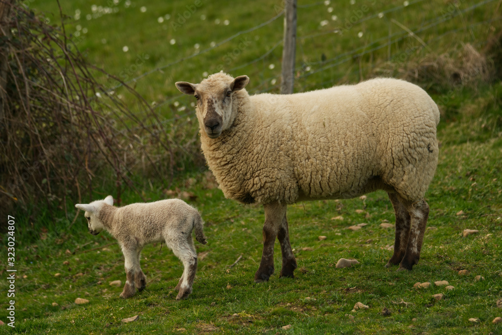 Un agneau est né dans le champ de la voisine, sa maman la brebis est près de lui et le surveille