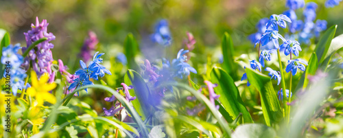 closeup heap of spring flowers on a forest glade, spring outdoor background