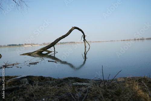 Ast im Wasser