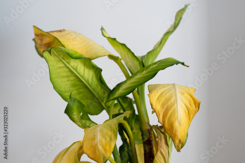Obraz na płótnie Dieffenbachia Camilla (dumb cane) with yellow leaves and brown spots w salonie