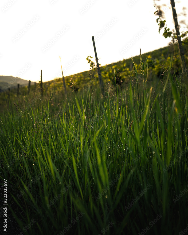 A morning in the vineyards A morning in the vineyards