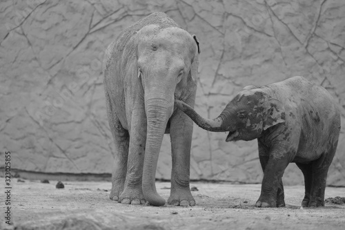 Elephant calf and mom black and white