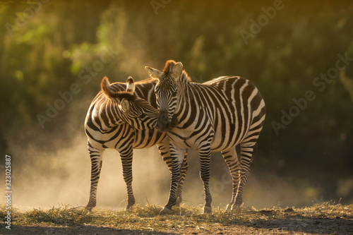 Zebra, zebras