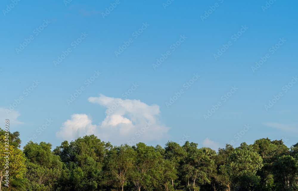Blue sky, white cloud and green tree background