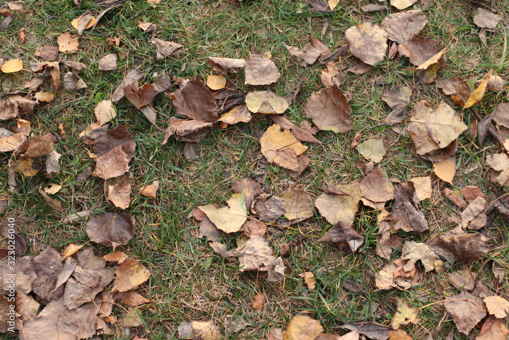 autumn leaves on grass autumn leaves on grass