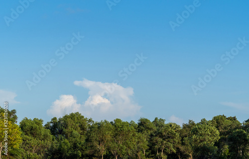 Blue sky, white cloud and green tree background