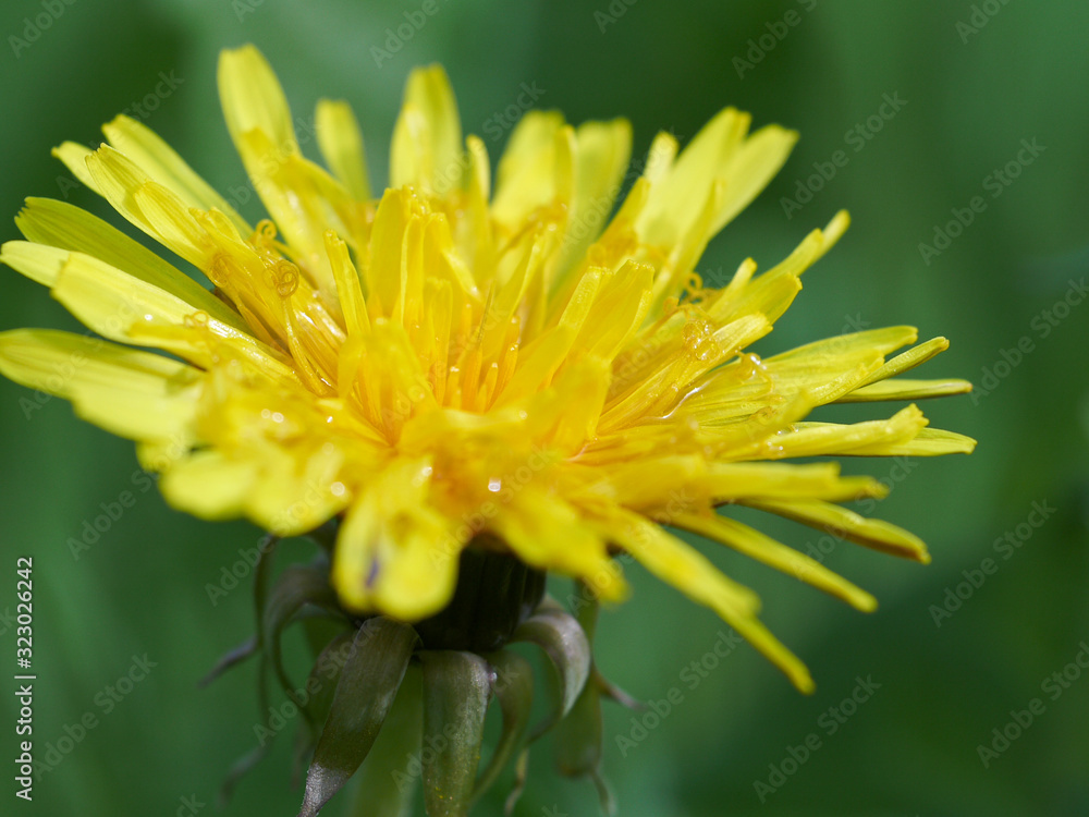 Close-up of a yellow dandelion flower Close-up of a yellow dandelion flower