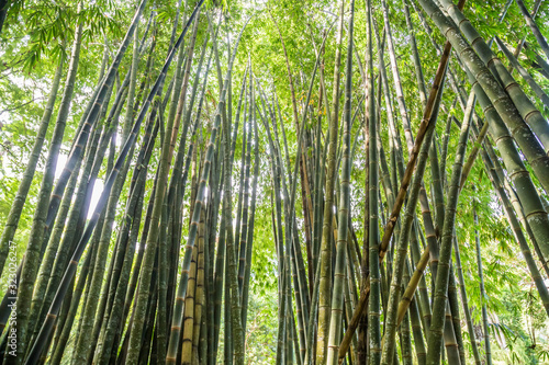 Bambus im Botanischen Garten  Rio de Janeiro  Brasilien