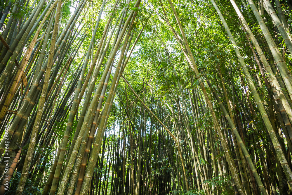 Naklejka premium Bambus im Botanischen Garten, Rio de Janeiro, Brasilien