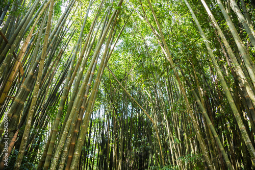 Fototapeta Naklejka Na Ścianę i Meble -  Bambus im Botanischen Garten, Rio de Janeiro, Brasilien