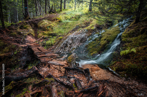 The enchanted woods of Balestrand, Norway. photo