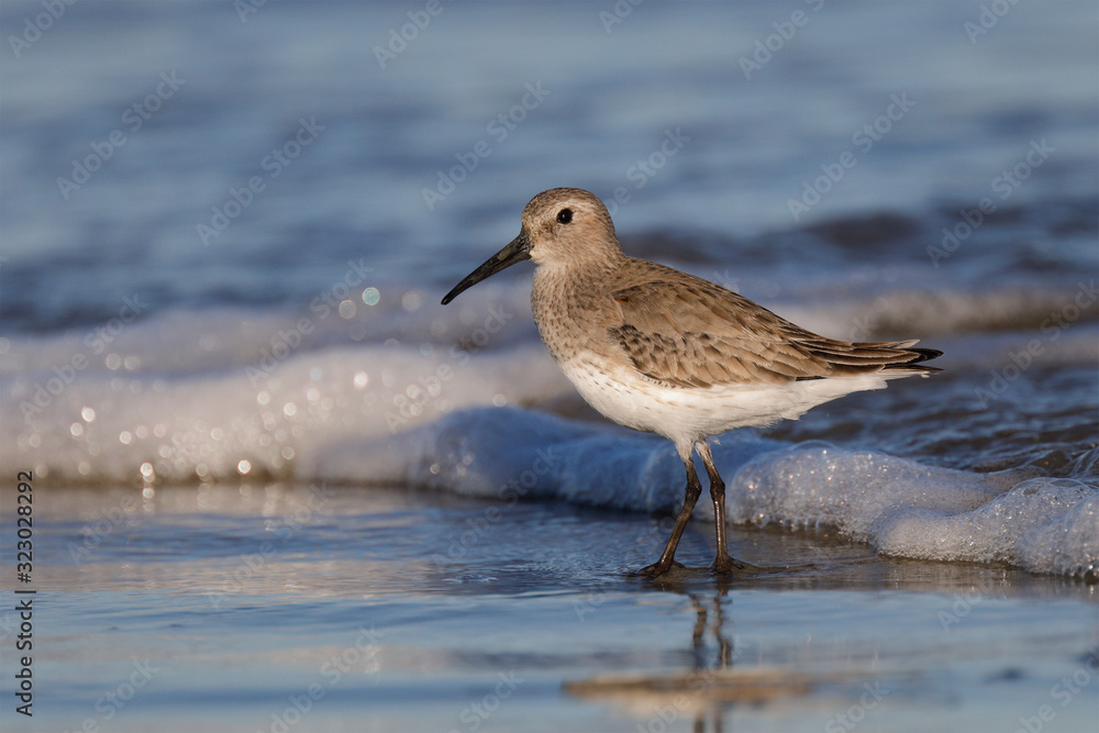 Dunlin foraging on a beach in winter Dunlin foraging on a beach in winter
