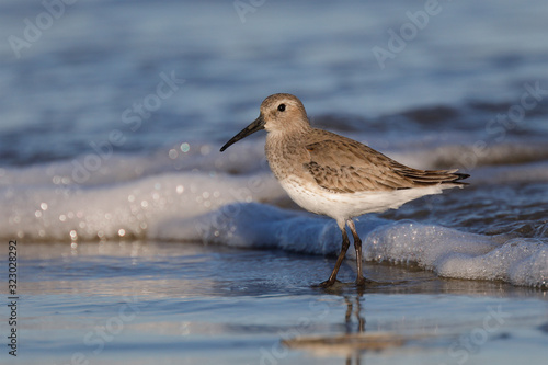 Dunlin foraging on a beach in winter
