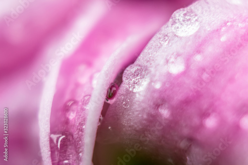 Macro photo of pink hyacinth petals with waterdops on them photo