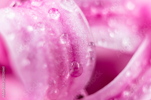 Macro photo of pink hyacinth petals with waterdops on them photo