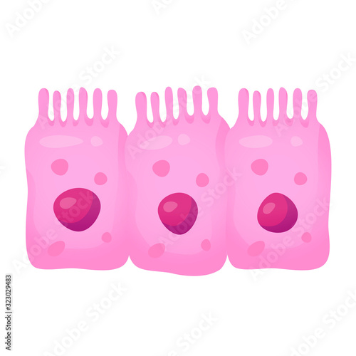 Intestinal cell system, human medical anatomy closeup