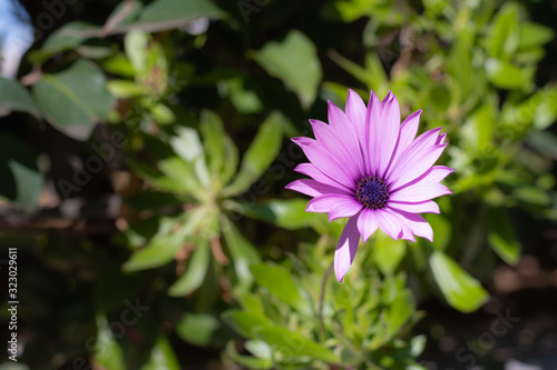 Quadro su tela Pink lilac African Daisie (Osteospermum) blossom