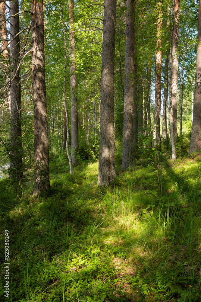 View of forest at summer day in Finland